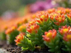 2025 Spring Gardening Guide: Selecting Show-Stoppers for Your Yard, Concept art for illustrative purpose, tags: der natur und - Monok