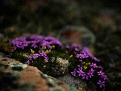Stock Photo, tags: alpine pflanzen im frühjahr und - unsplash